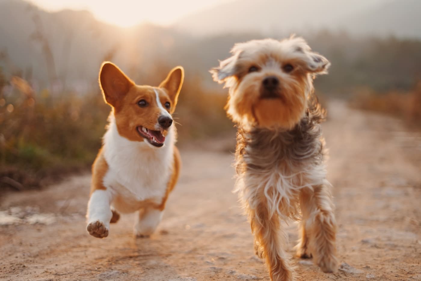 Two happy dogs sitting together outdoors