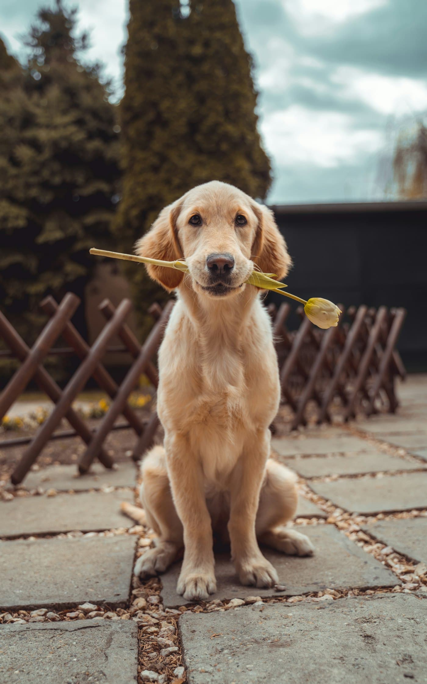 Happy golden retriever sitting with its owner at home