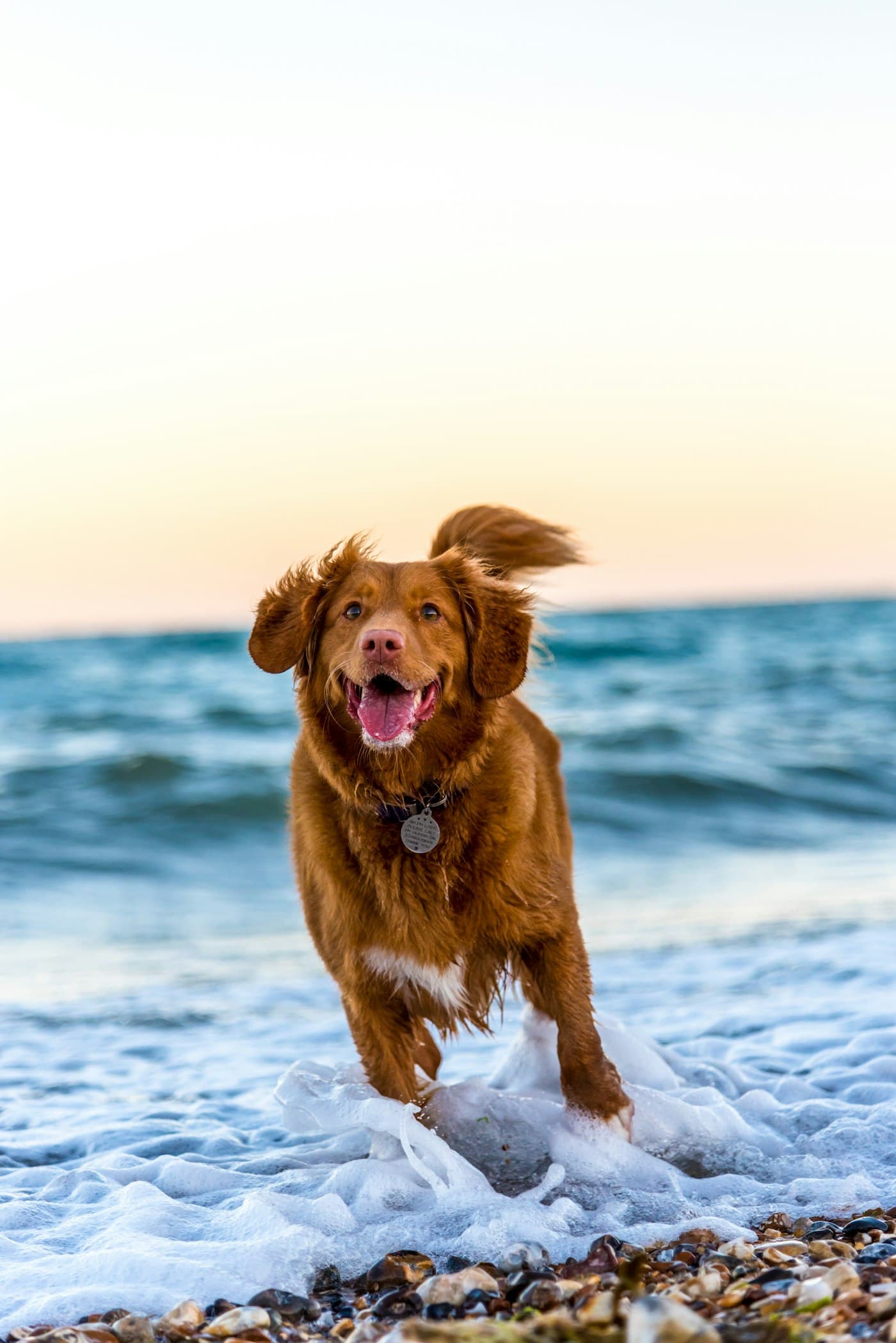 Happy dog running outside in natural light